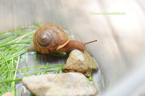 snail6CML